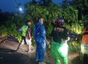 Pohon Kedondong Tumbang Timpa Kabel dan Kanopi di Cangkeh Nan XX, BPBD Padang Lakukan Evakuasi
